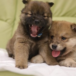 2月24日(土)に愛知県蒲郡市で犬猫の譲渡会！