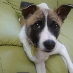 2月24日(土)に愛知県蒲郡市で犬猫の譲渡会！ サムネイル2