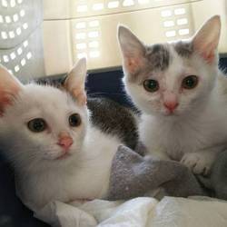 2月24日(土)に愛知県蒲郡市で犬猫の譲渡会！ サムネイル3