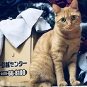 肉球とお鼻がピンク色のツンデレ女の子です！