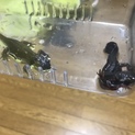 アカハライモリ（2匹）の里親の募集です