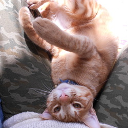 ぽんちゃん巨大化。