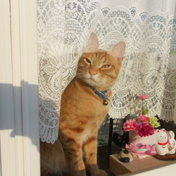 「ぽんちゃん巨大化。」サムネイル2