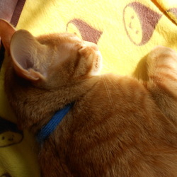 「ぽんちゃん巨大化。」サムネイル3