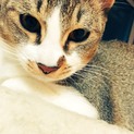 【急募】人懐っこい可愛い子です