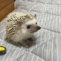 ハリネズミの里親になってくださる方
