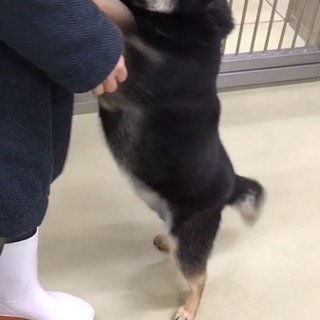 黒芝　　箱みたい！