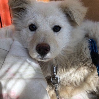 生後4ヶ月位の女の子の子犬です。兄弟犬も掲載中