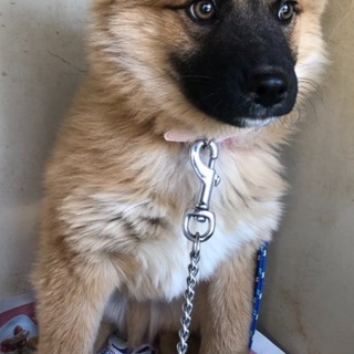 生後4ヶ月位の男の子の子犬です。兄弟犬も掲載中
