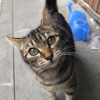 元気で、甘えん坊な猫が好きな家族決定です。