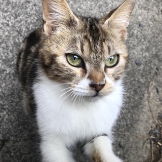 優しい家族決定です。ありがとうございました。