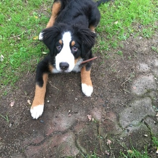 里親様募集いたします。再投稿になります。