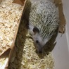 急募☆ハリネズミの里親さん サムネイル3