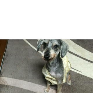 飼育放棄されたシュナウザー♂