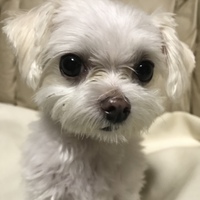 えんじぇる
