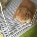 うさぎの里親募集