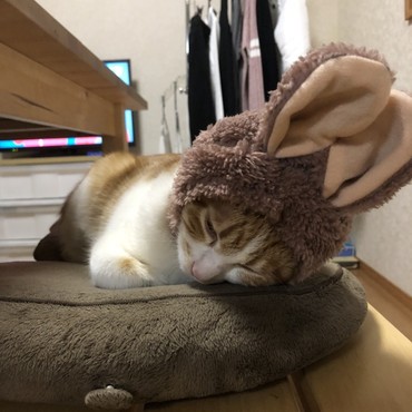 の写真