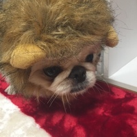 ミルキー