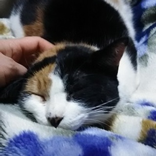 センター引き出し、人慣れ抜群のみどりさん