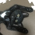 綺麗な毛並みのハンサム猫★