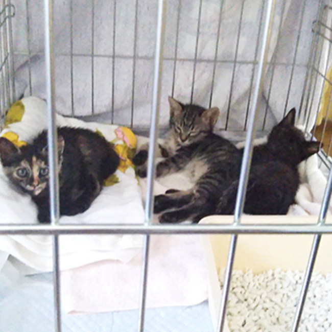 奥村昌子のカバー写真