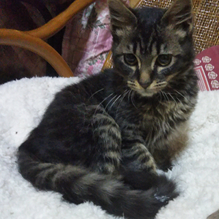 骨折の痛みと空腹の辛さを一人で乗り越えました。