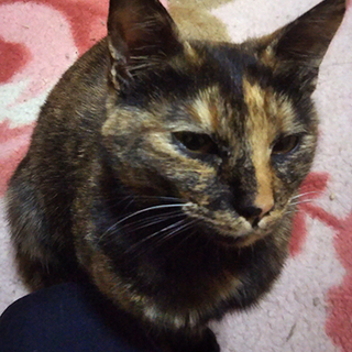 サビ柄の美人さんです。