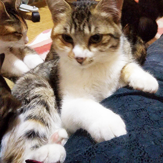 首後ろ茶トラ柄マフラーがよく似合う女の子