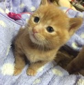♡生後2ヶ月の茶トラの子猫♡