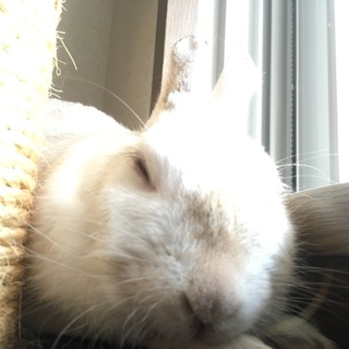 うさぎメス里親募集中