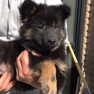 保健所からレスキューした子犬 黒長毛女の子