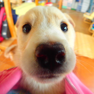 タレ目の仔犬　側溝から救出！