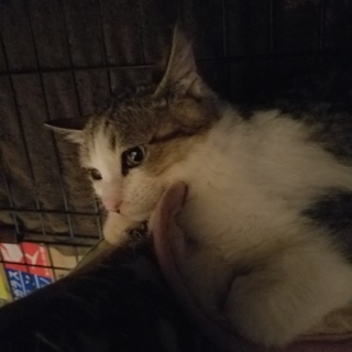 トライアルに出る予定なので一旦停止します