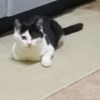 トライアルに出る予定なので一旦停止します