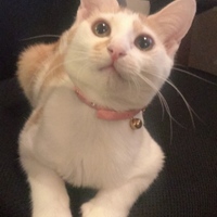 きなこ