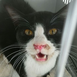 緊急！猫風邪を惹いております。収容期限2/27朝