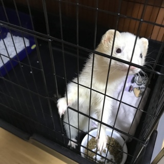 ピーターソンフェレット(♀) 2歳です