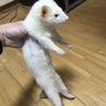 ピーターソンフェレット(♀) 2歳です サムネイル2
