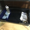 ピーターソンフェレット(♀) 2歳です サムネイル3