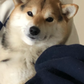 黒柴女の子  大切にして下さい