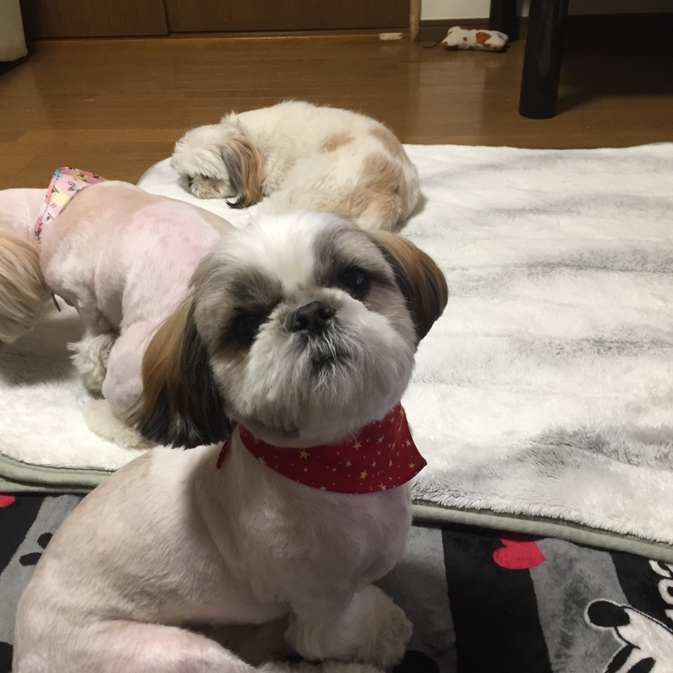 リッキーのカバー写真