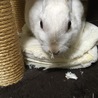 うさぎメス里親募集中 サムネイル2