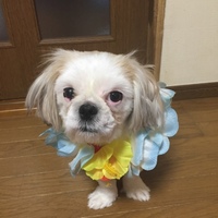 リュウ