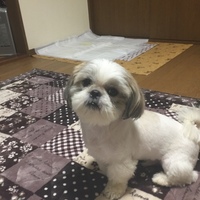 どうむ
