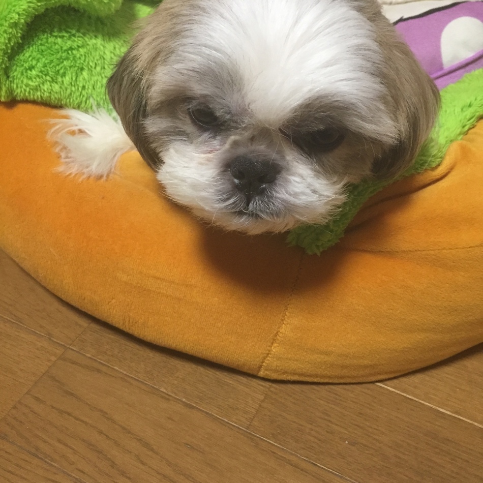 どうむのカバー写真