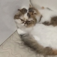 ハイジ