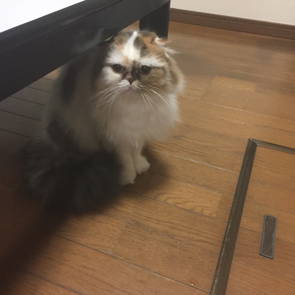 ハイジのカバー写真