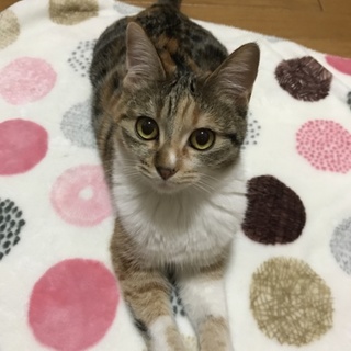 大和撫子⁈ちえみちゃん