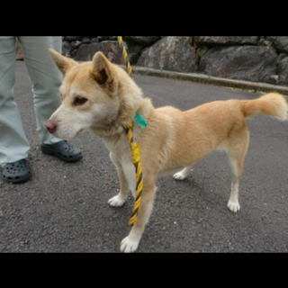 里親決定しました✨