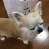 みるえもん